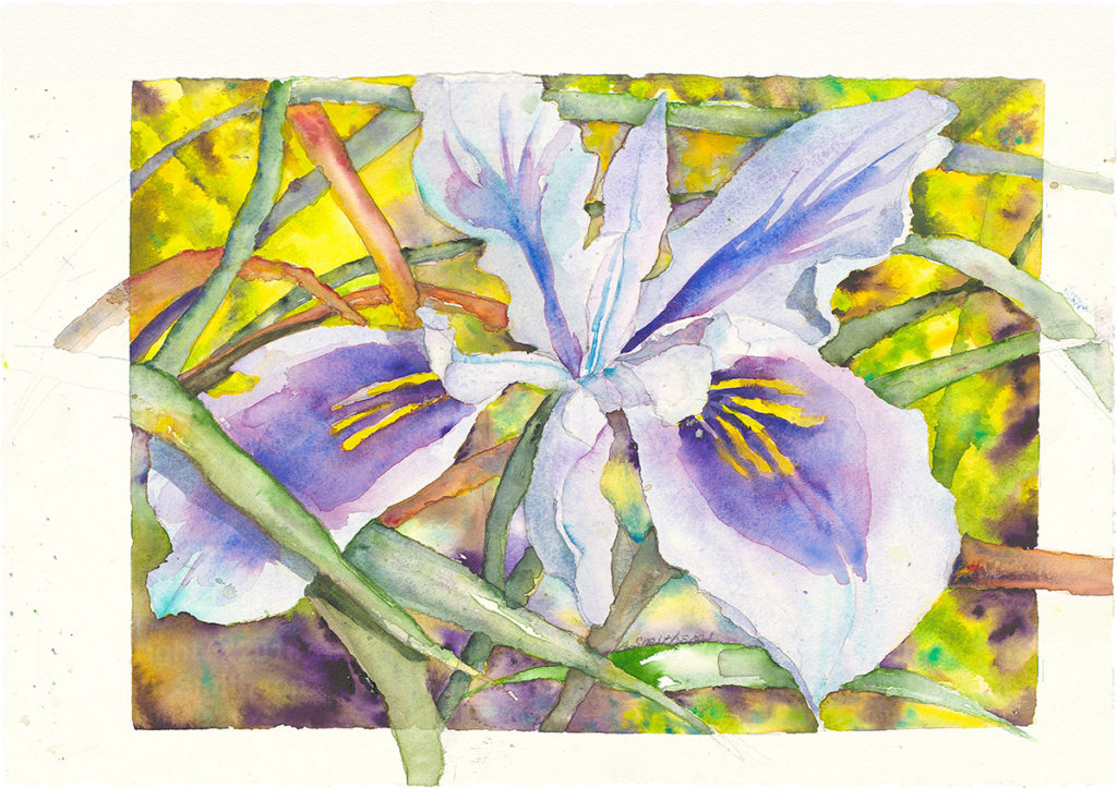 Wild Iris - Barbara Smithson