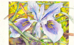 Wild Iris - Barbara Smithson