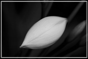 Bud Photograph - Kalinka Corbacho