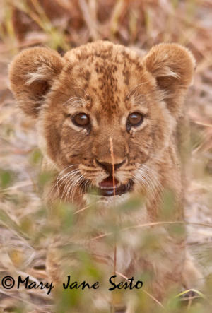 "Portraits of Africa" Double-Matted 11x17 Print